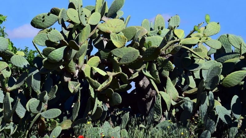 Beneficios del nopal, en el ambiente y la alimentación  por Ofelia Ramos