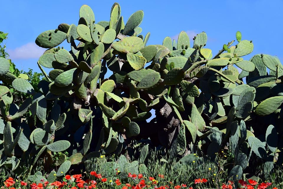 Beneficios del nopal, en el ambiente y la alimentación  por Ofelia Ramos